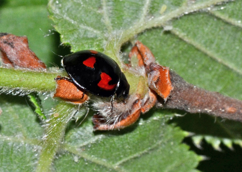 Coccinellidae Brumus quadripustulatus ?